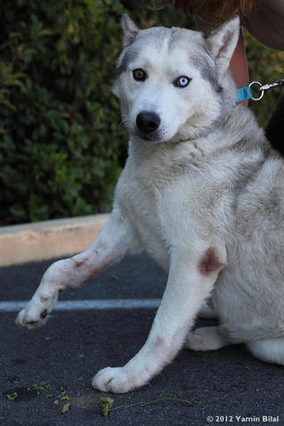 Wyatt before surgery