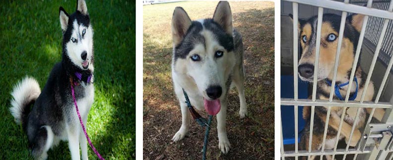 Akira, Luna and Thor